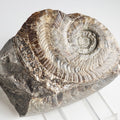Harpoceras Ammonite Fossil – Whitby Yorkshire Coast – Jurassic
