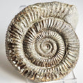 Whitby Dactylioceras Ammonite Fossil – Yorkshire Coast Jurassic