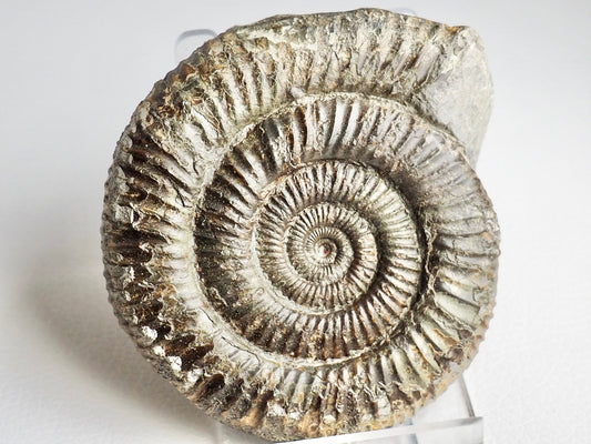 Lovely Dactylioceras Ammonite