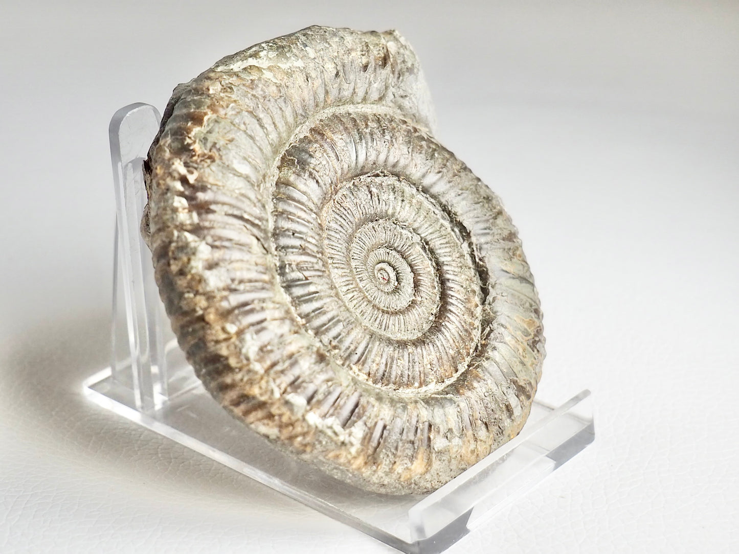 Lovely Dactylioceras Ammonite