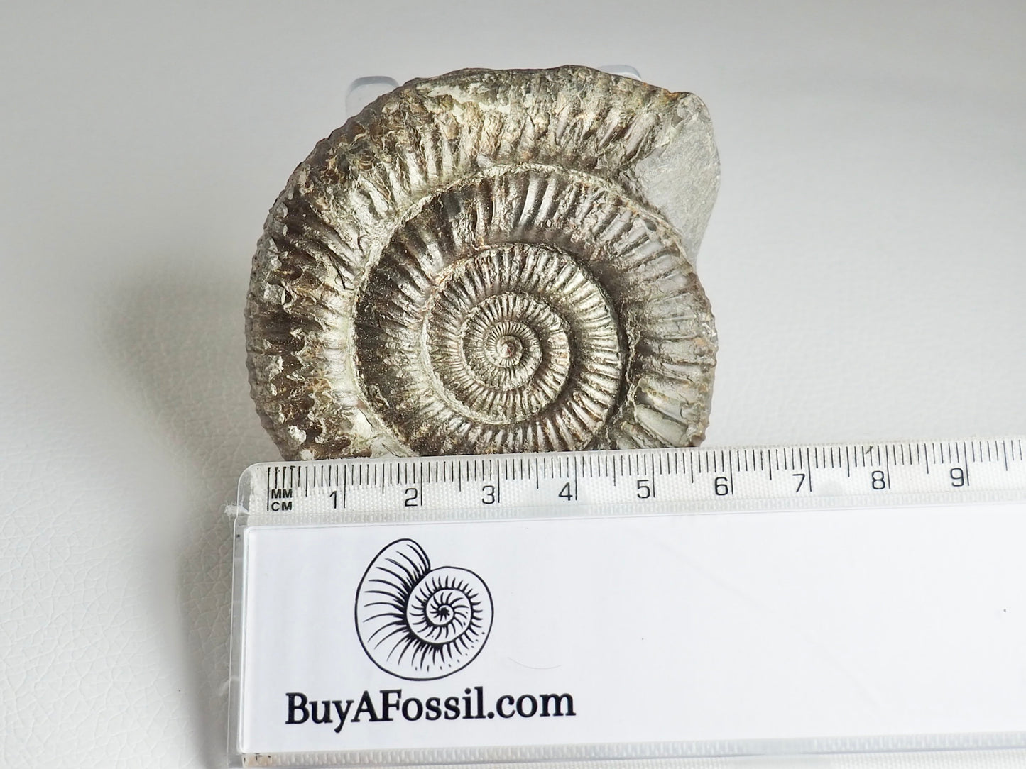 Lovely Dactylioceras Ammonite