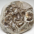 Eleganticeras Ammonite Fossil – Whitby Yorkshire Coast – Jurassic