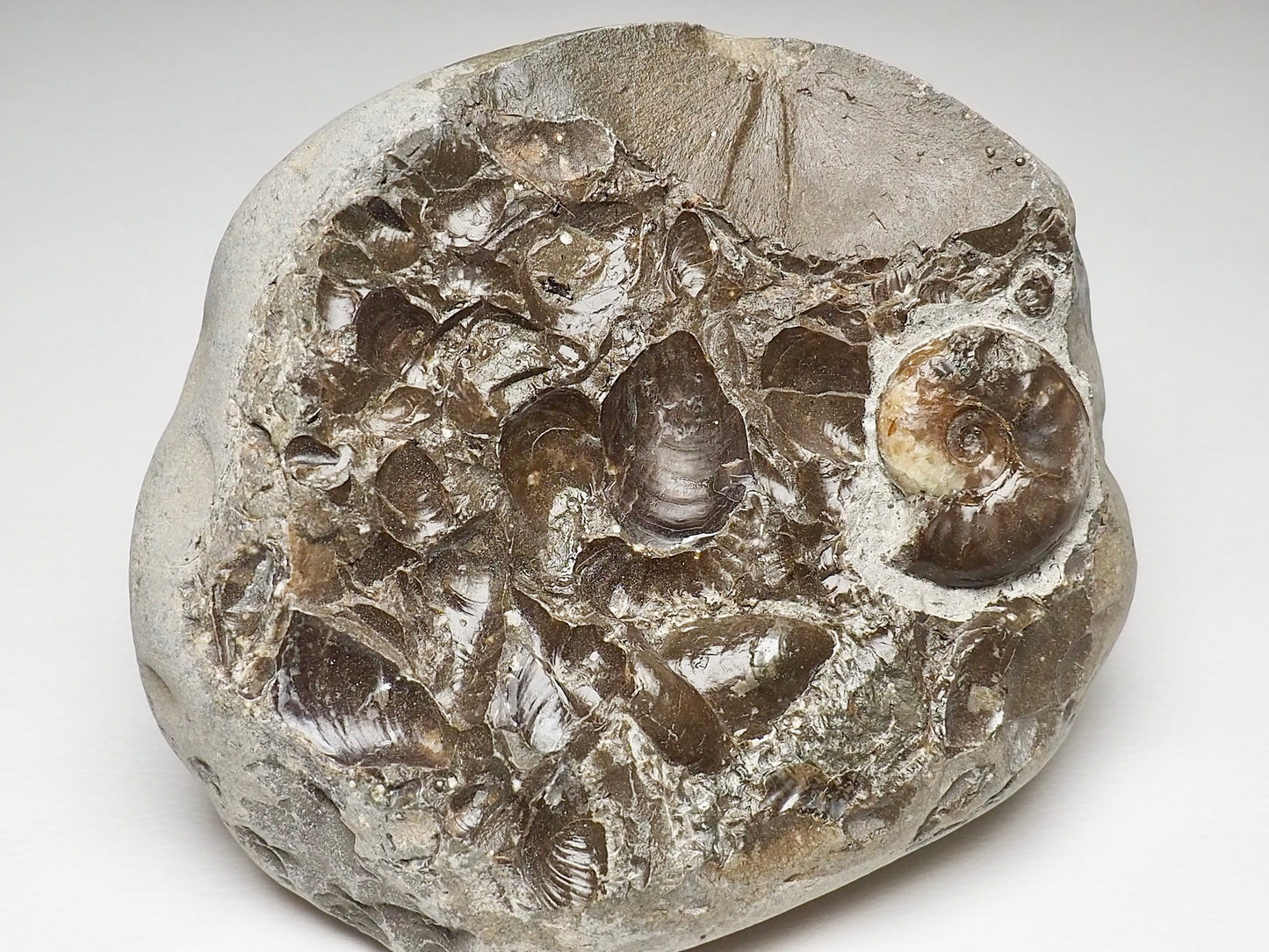 Calcite Eleganticeras Ammonite and Shells