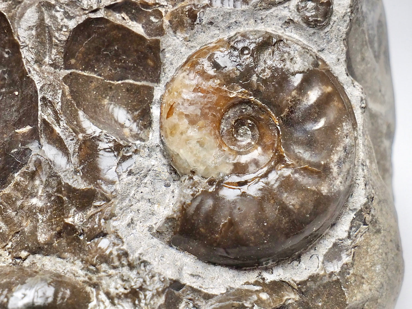 Calcite Eleganticeras Ammonite and Shells