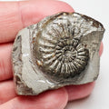 Amaltheus Subnodosus  CutBase Ammonite Fossil for Sale – Whitby Yorkshire Coast Jurassic