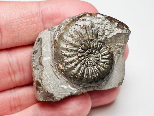 Amaltheus Subnodosus Ammonite CutBase