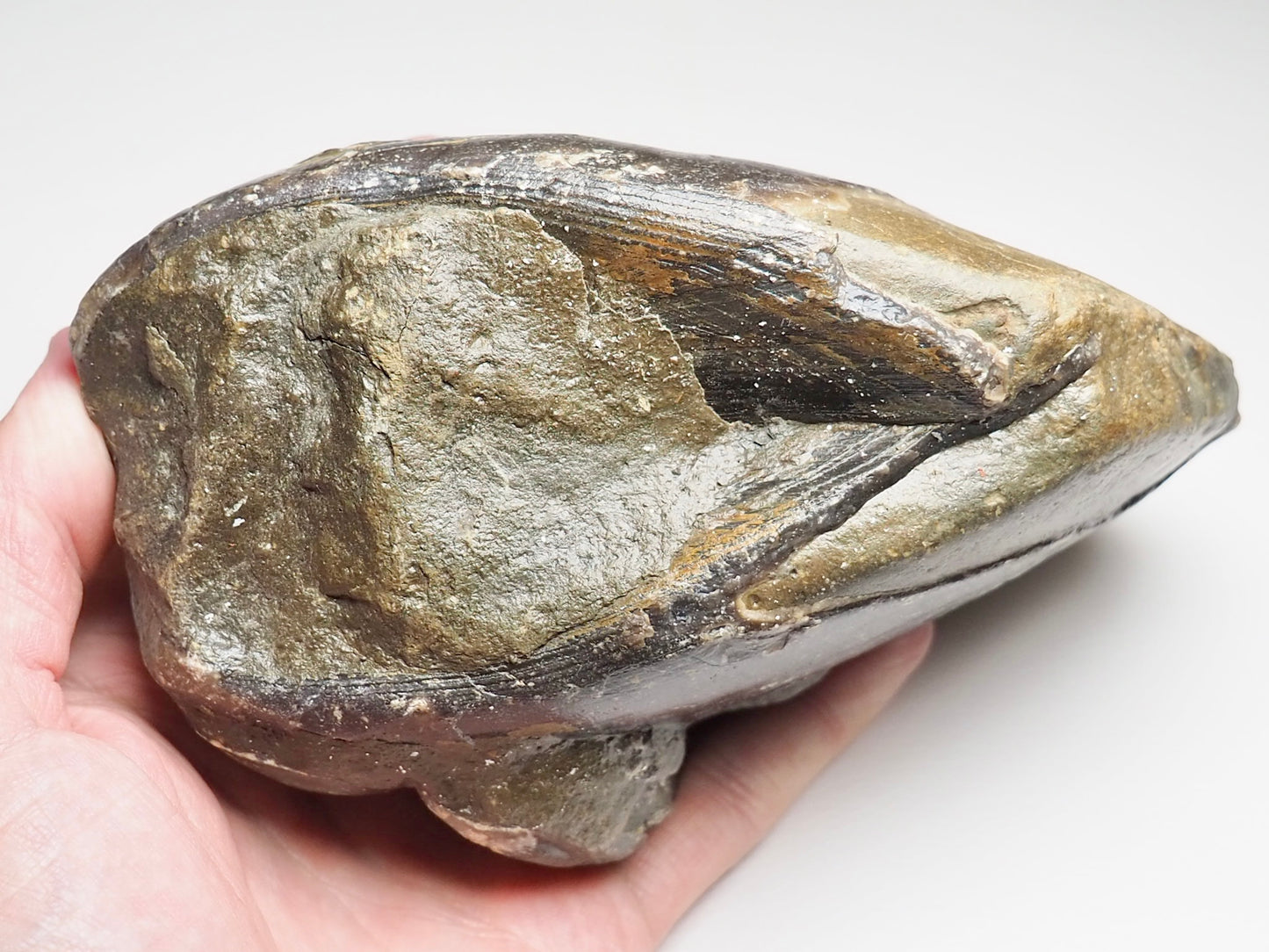 Very Large Bivalve Shell