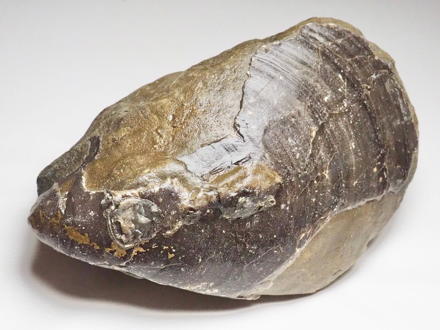 Very Large Bivalve Shell