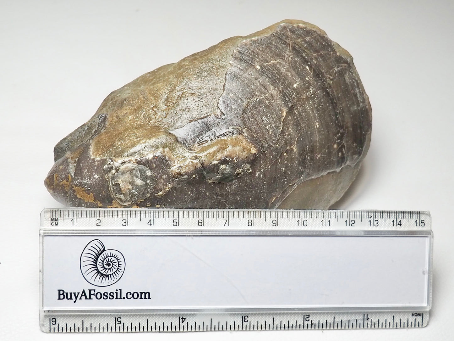 Very Large Bivalve Shell