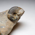 Amauroceras Lenticulare Whitby Ammonite Fossil – Yorkshire Coast Jurassic