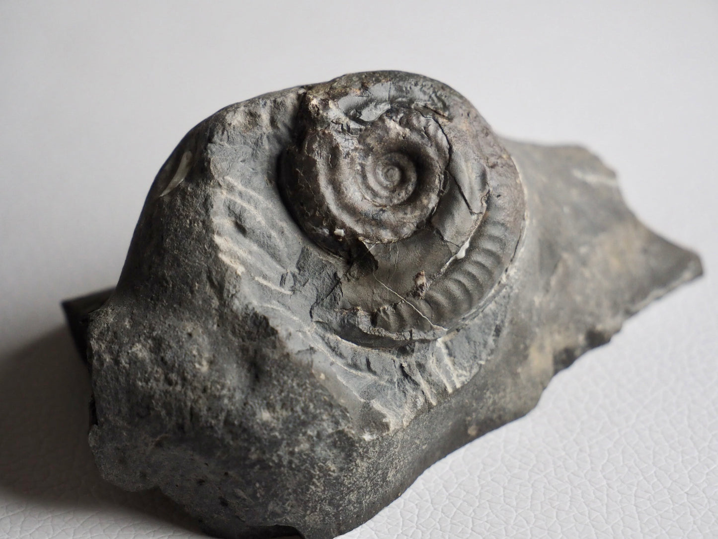 Hildoceras Ammonite Fossil (Cut Base Example)