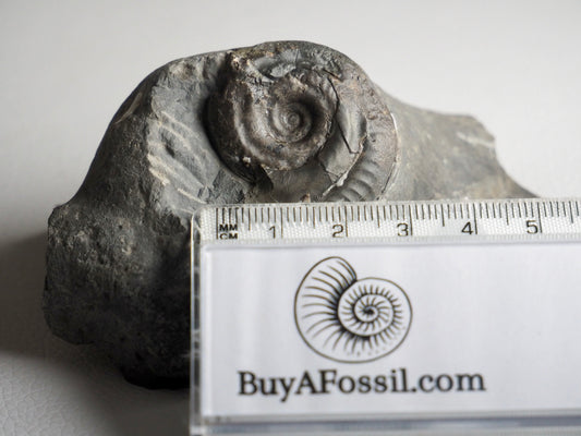 Hildoceras Ammonite Fossil (Cut Base Example)