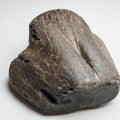 Partial Steneosaurus Crocodile Skull Fossil – Whitby Yorkshire Coast – Jurassic