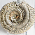Hildoceras Ammonite Fossil – Whitby Yorkshire Coast – Jurassic