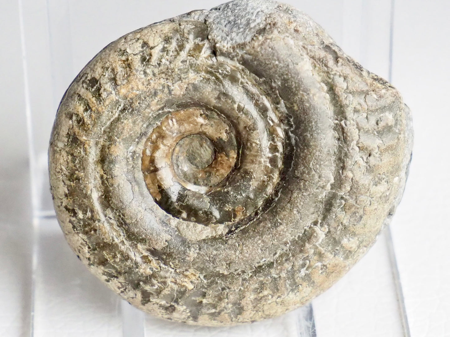 Small Hildoceras Ammonite