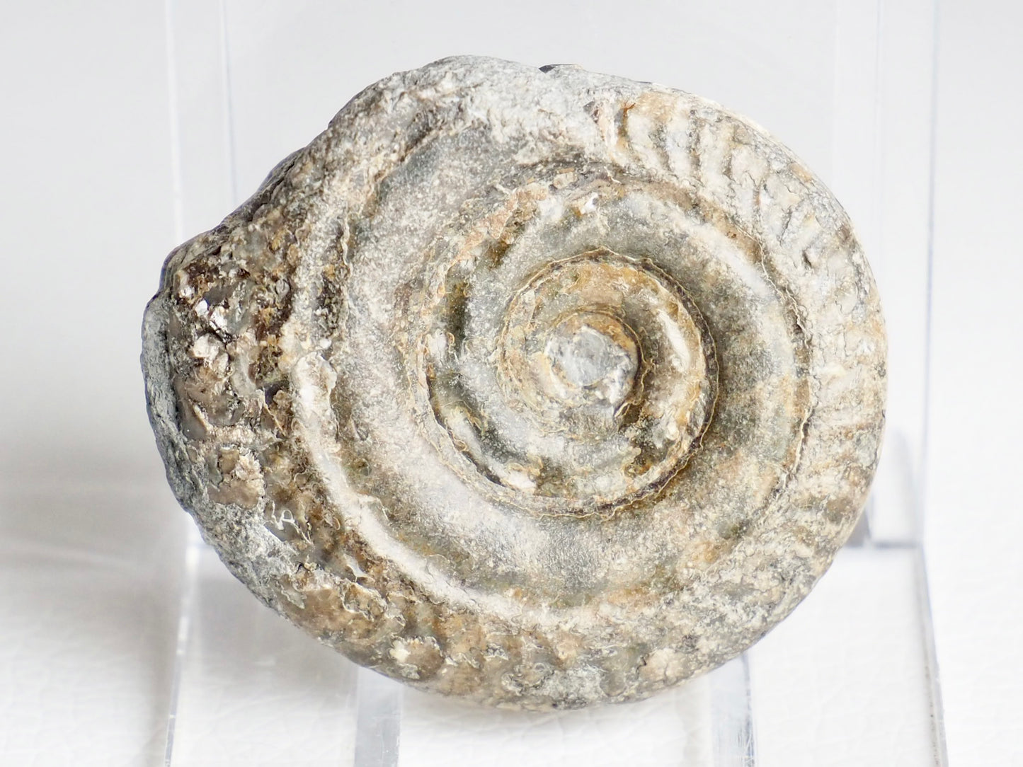 Small Hildoceras Ammonite