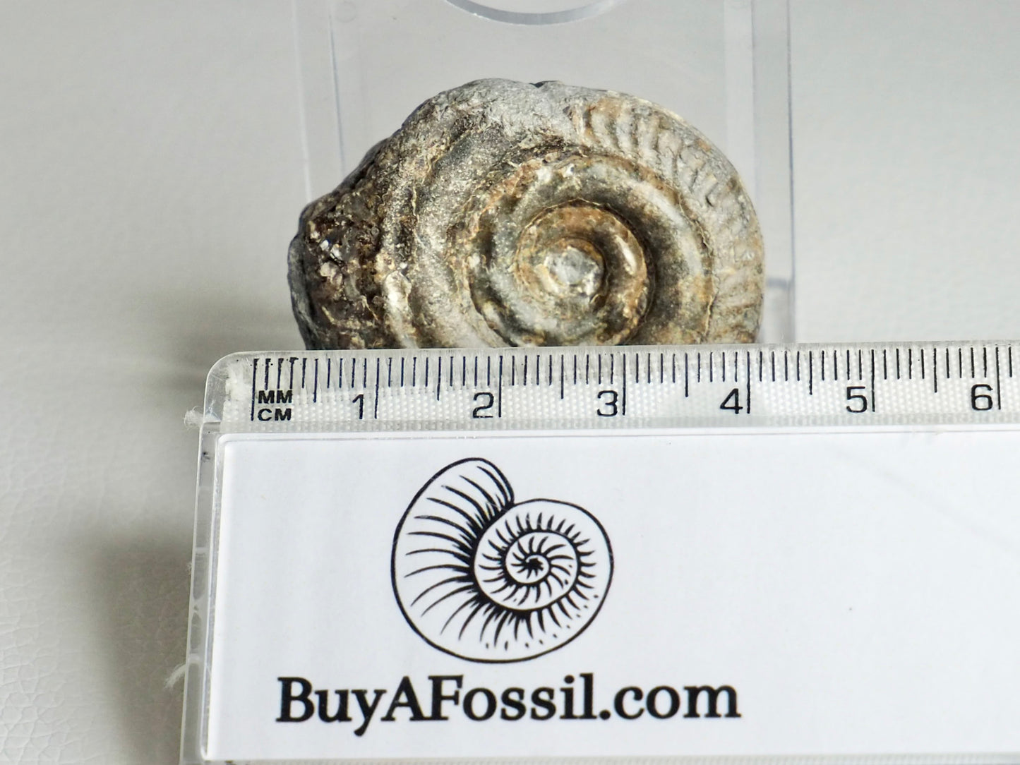 Small Hildoceras Ammonite