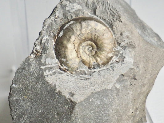 Eleganticeras Ammonite