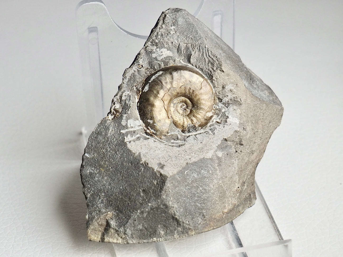 Eleganticeras Ammonite