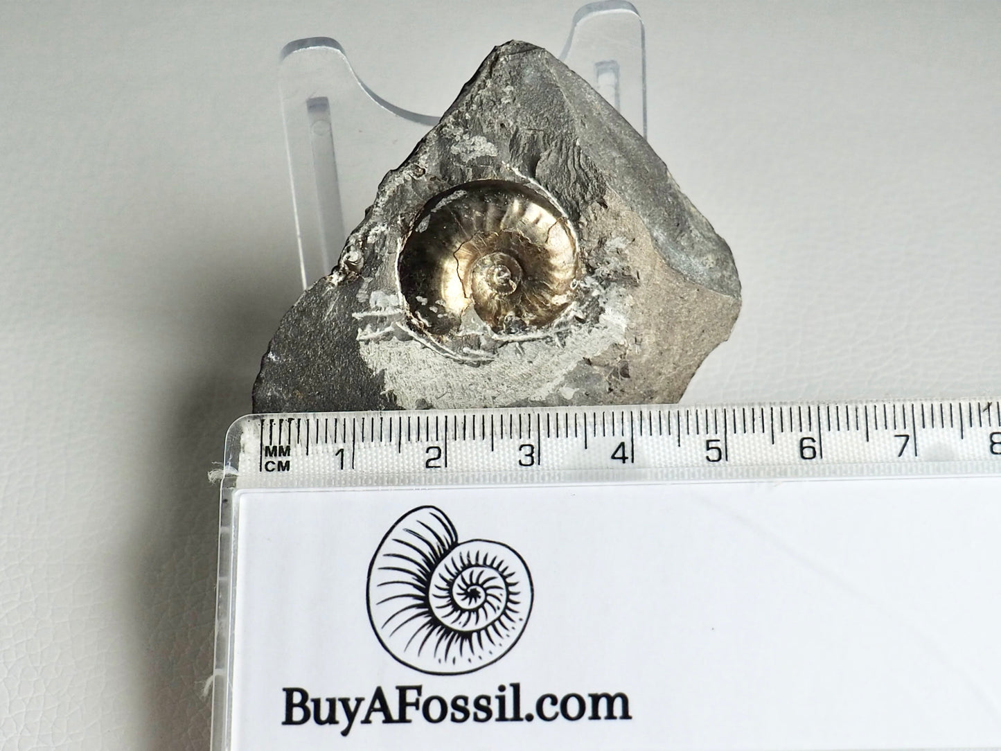 Eleganticeras Ammonite