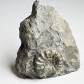 Rare Eugassiceras Ammonite With CutBase
