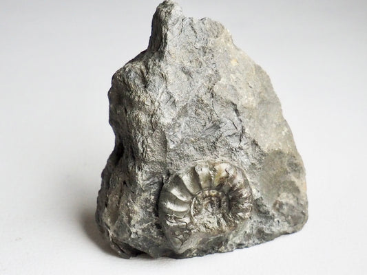 Rare Eugassiceras Ammonite With CutBase