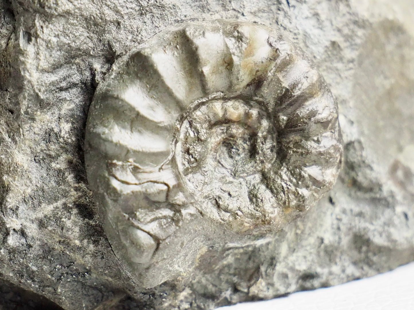 Rare Eugassiceras Ammonite With CutBase