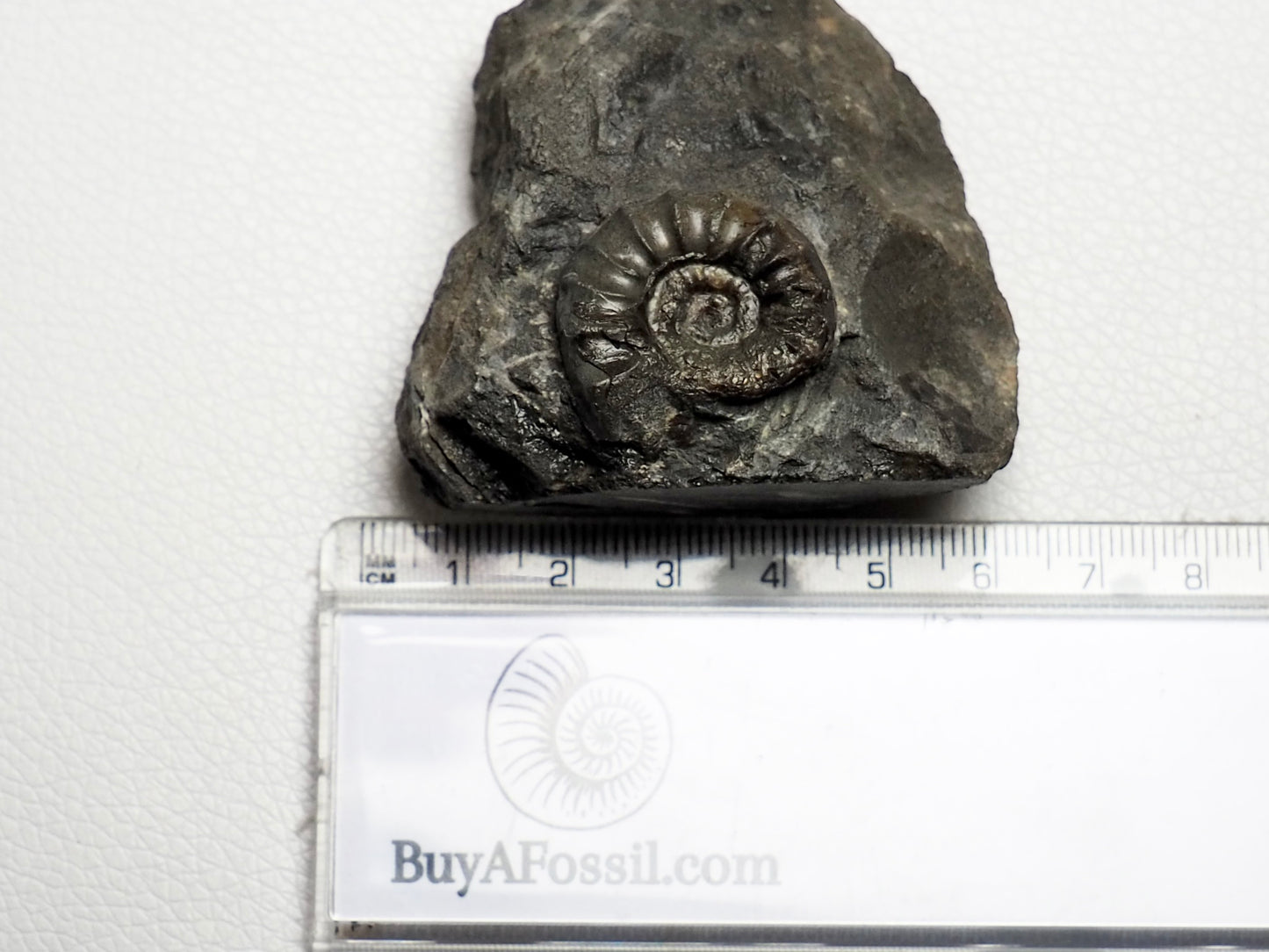 Rare Eugassiceras Ammonite With CutBase