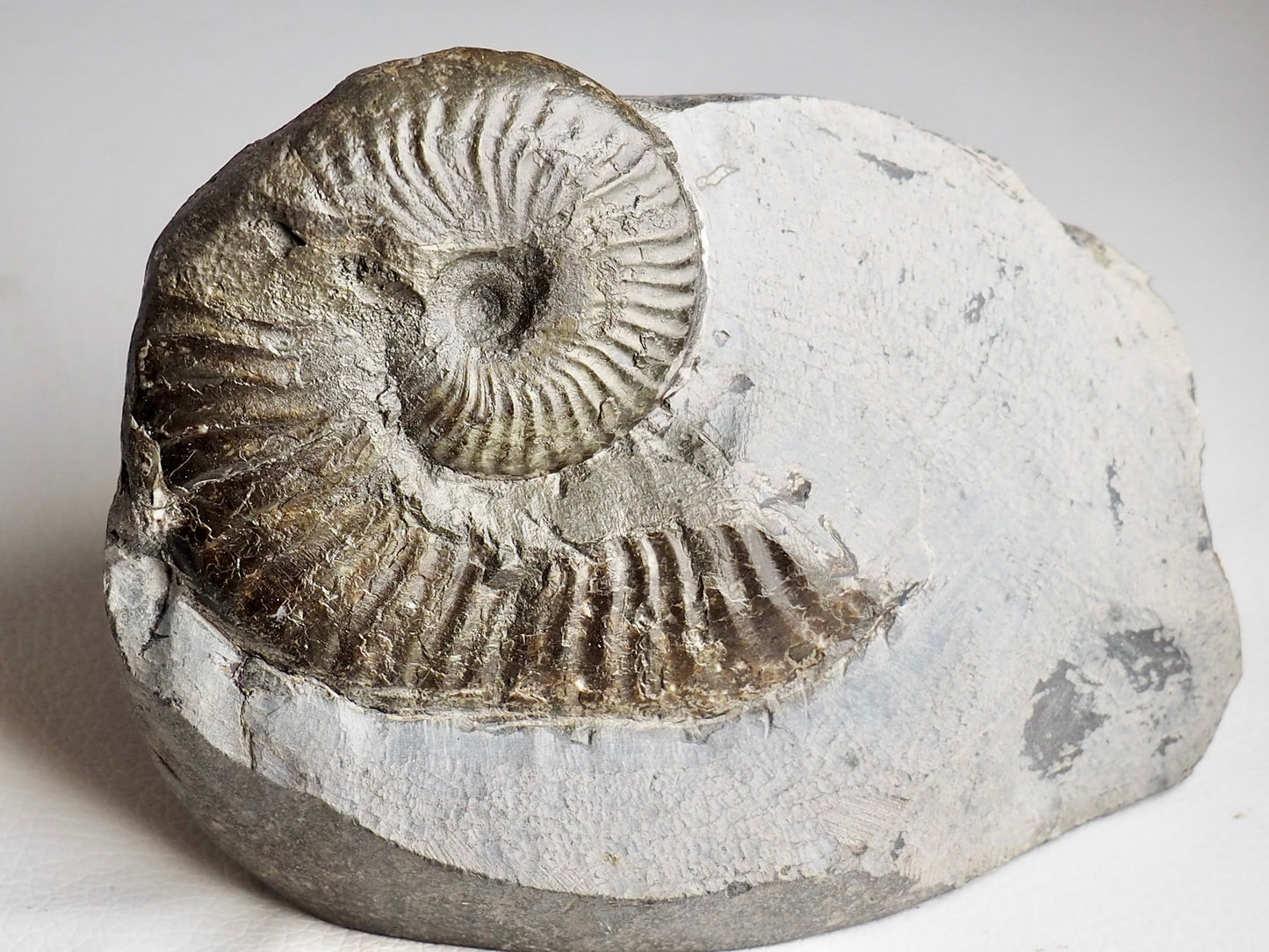 Pseudolioceras Ammonite Whitby Cutbase