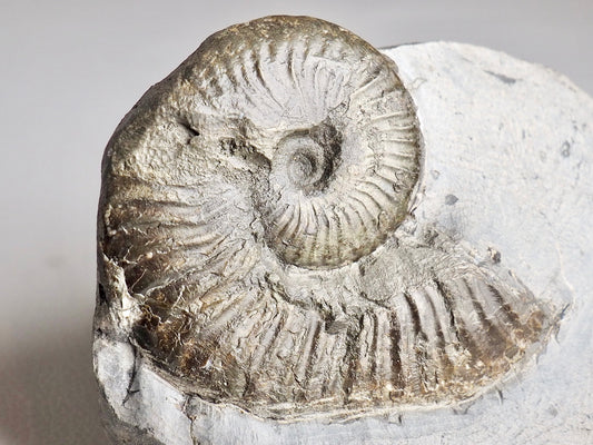 Pseudolioceras Ammonite Whitby Cutbase