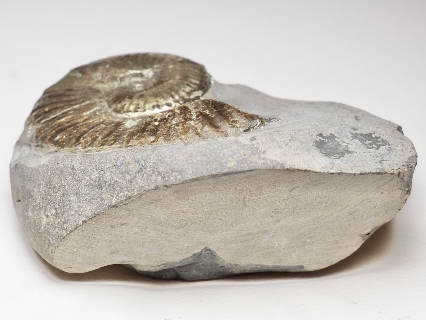 Pseudolioceras Ammonite Whitby Cutbase