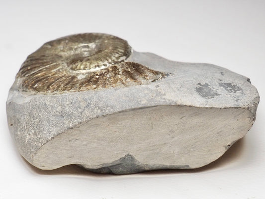 Pseudolioceras Ammonite Whitby Cutbase