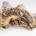 Polished Ammonite Section
