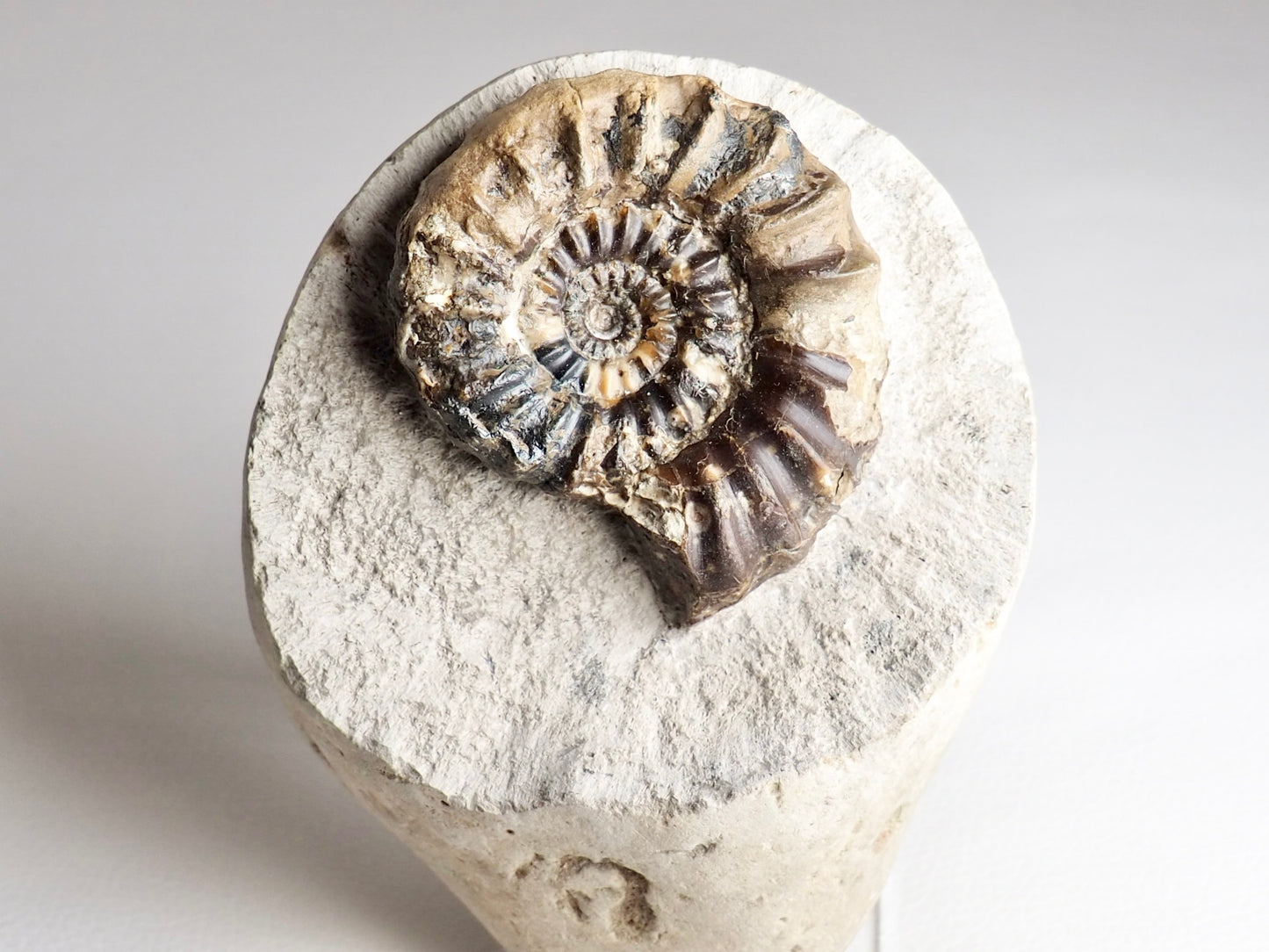 Quality Androgynoceras Maculatum Ammonite On Matrix