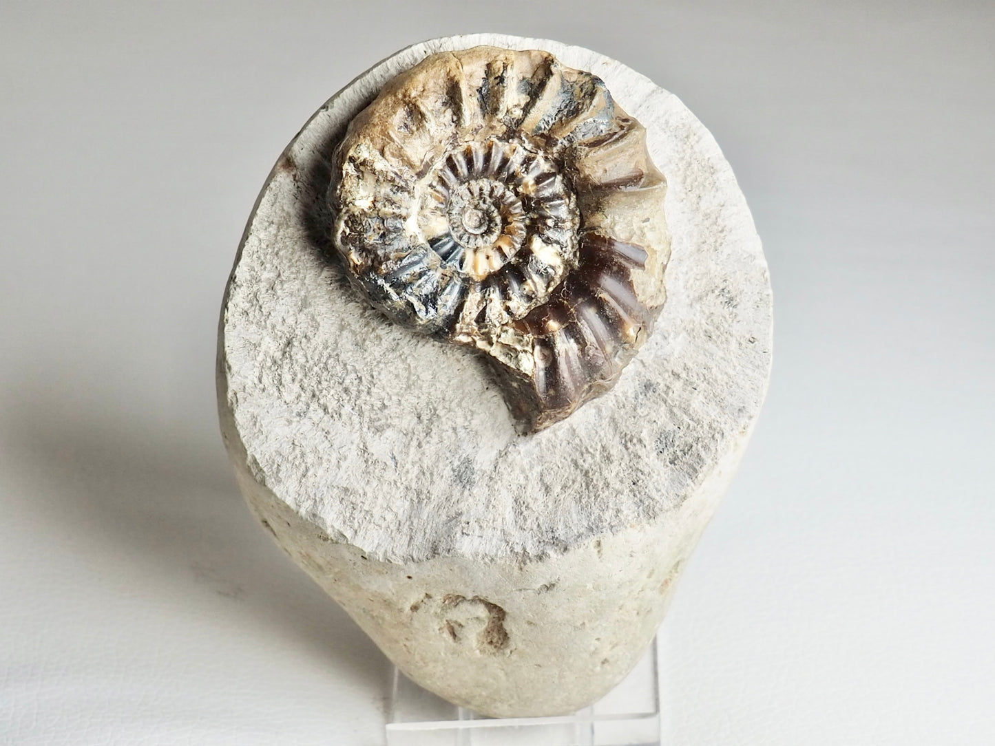 Quality Androgynoceras Maculatum Ammonite On Matrix