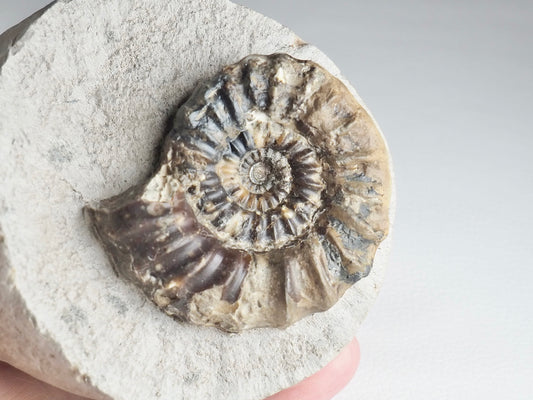 Quality Androgynoceras Maculatum Ammonite On Matrix