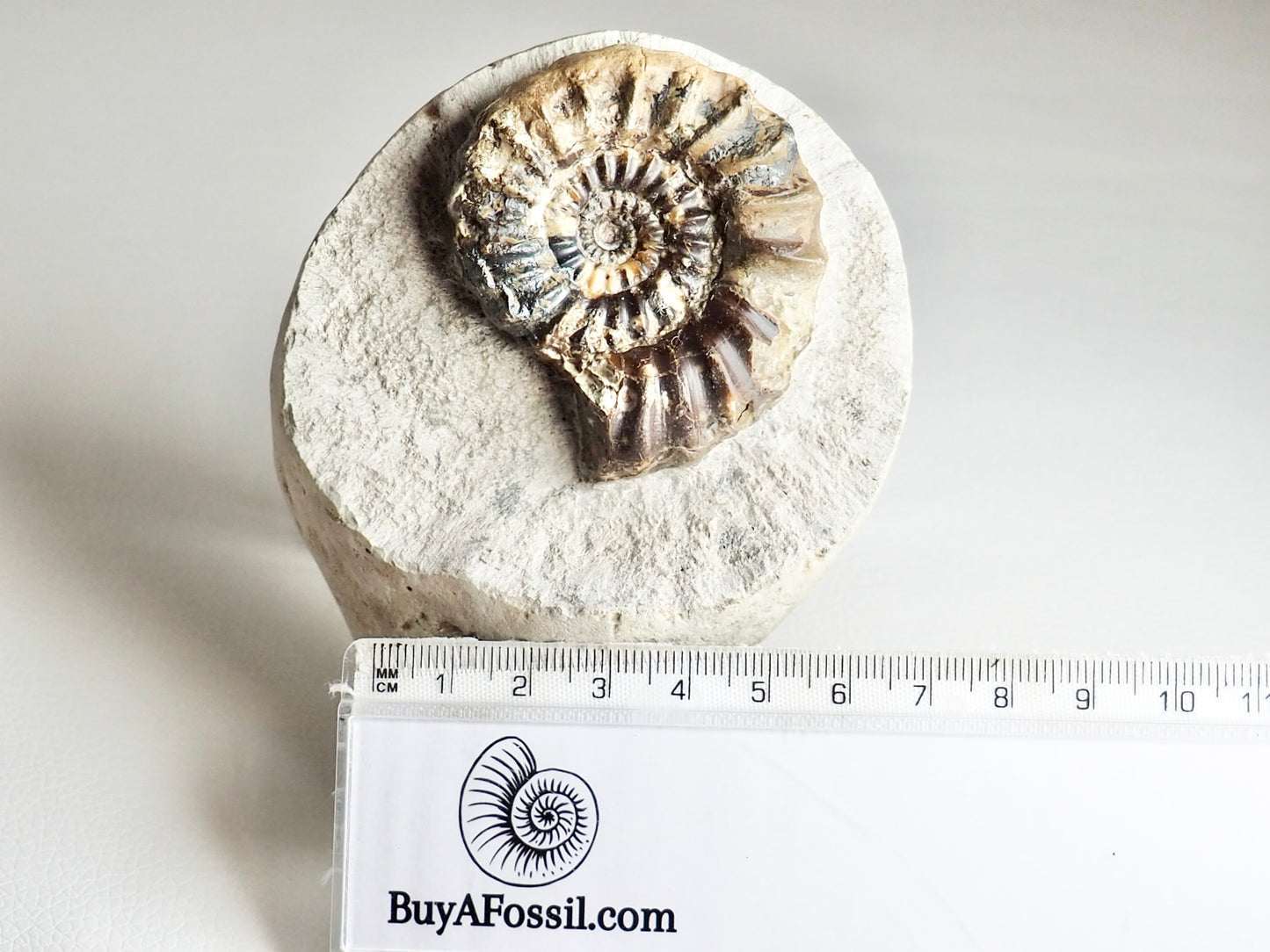 Quality Androgynoceras Maculatum Ammonite On Matrix