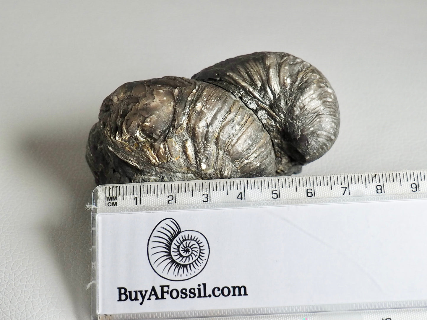 Gryphaea Double (Devils Toenail)  CutBase