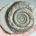 Whitby Large Dactylioceras Tenuicostatum Top Quality. Yorkshire Coast