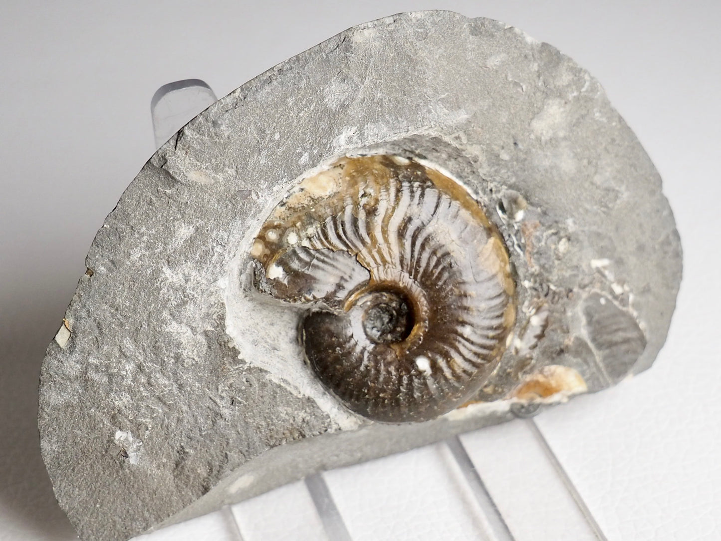 Eleganticeras Ammonite