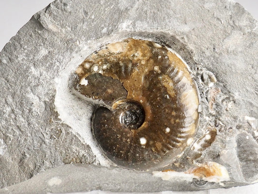 Eleganticeras Ammonite