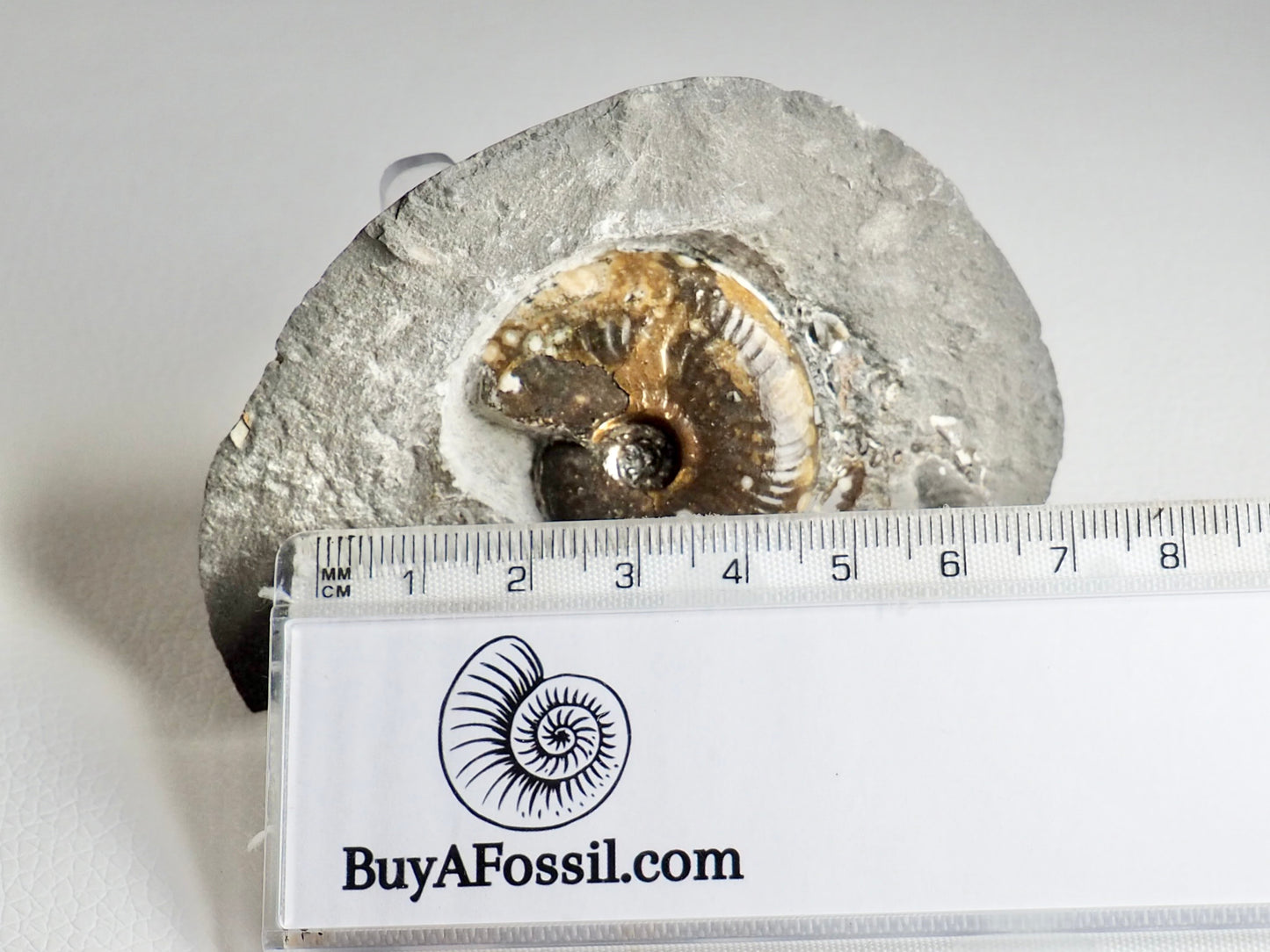 Eleganticeras Ammonite