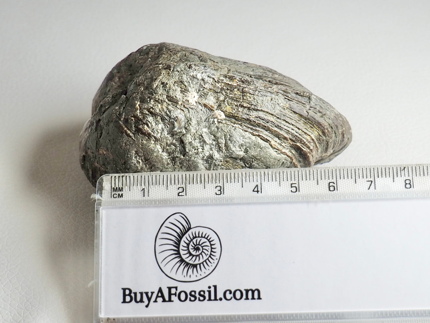 Hippopodium Ponderosum - Large Bivalve Shell