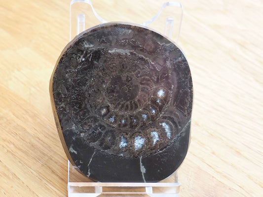 Cut and Polished Ammonite Dactylioceras