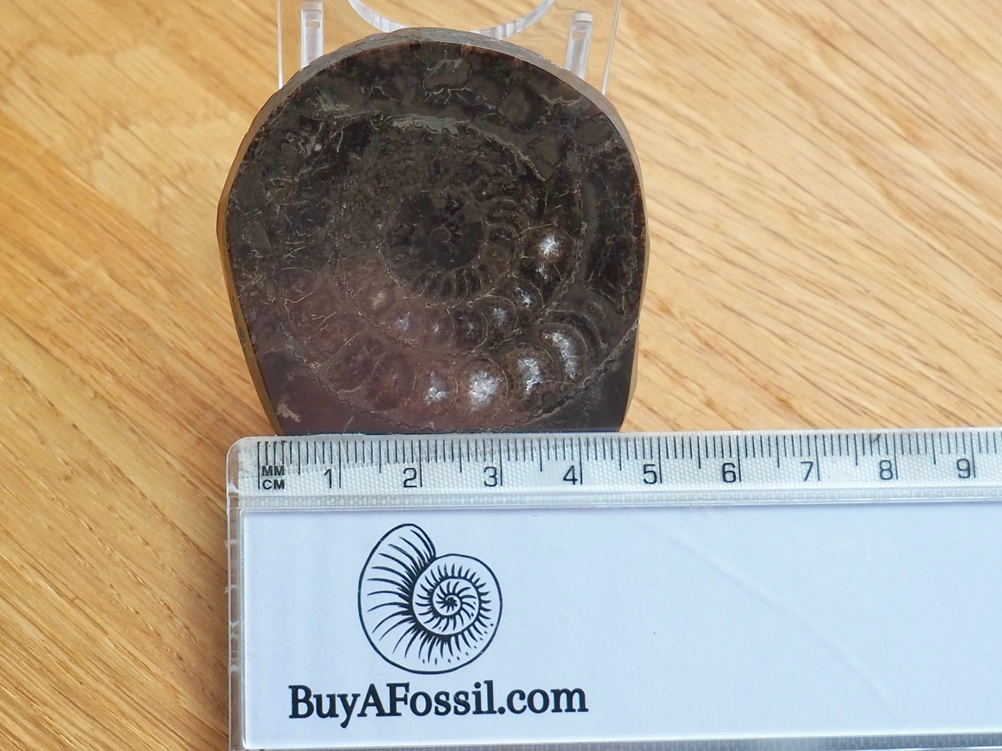 Cut and Polished Ammonite Dactylioceras