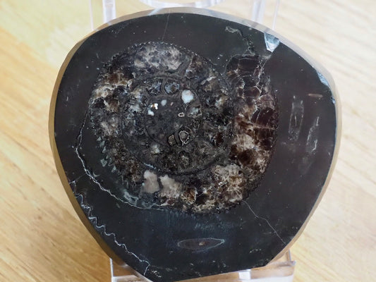 Cut and Polished Ammonite - Pick N Mix