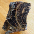 Polished Ammonite Whorl
