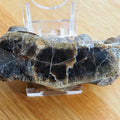 Polished Ammonite Whorl - Pick N Mix