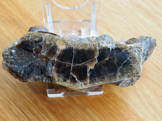 Polished Ammonite Whorl - Pick N Mix