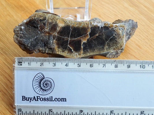 Polished Ammonite Whorl